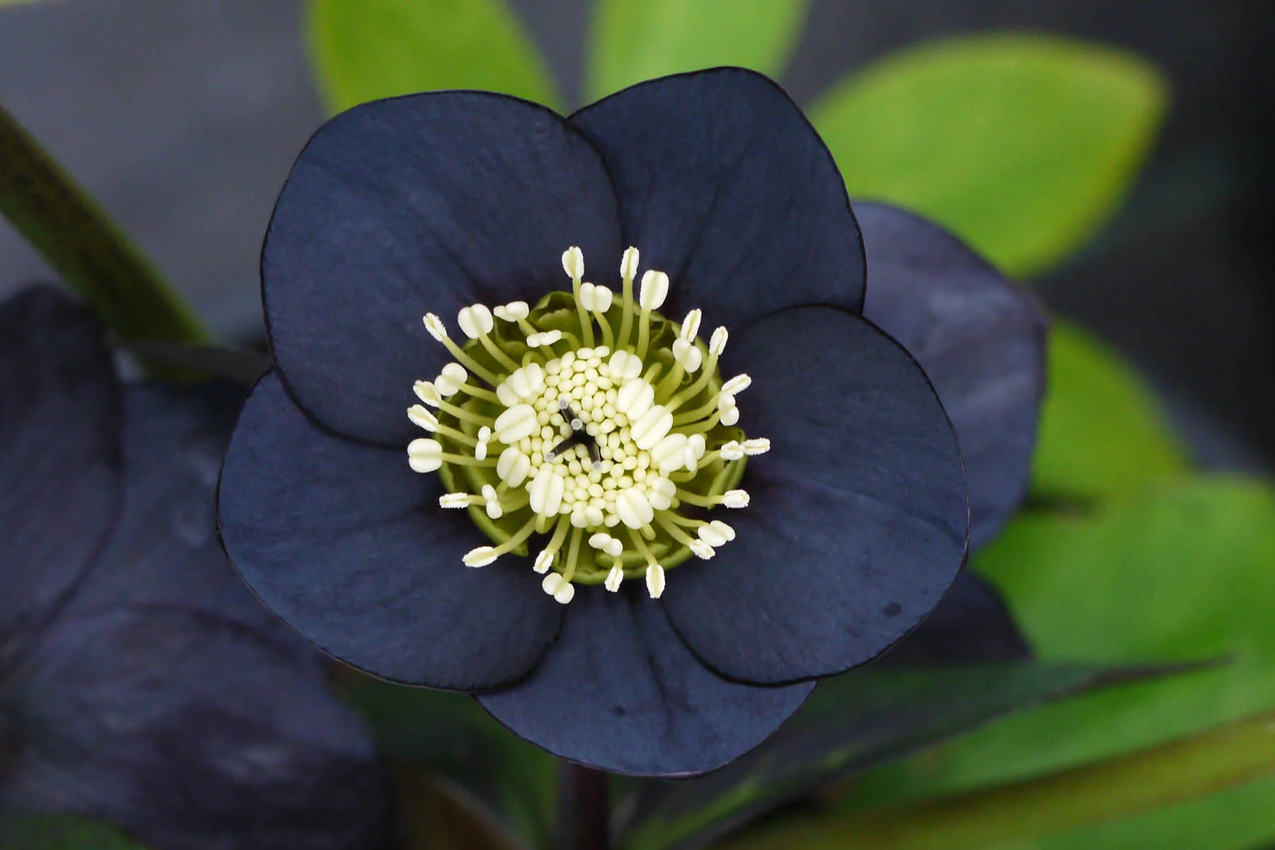 Helleborus 'Black Diamond' 1 gl — Petal Heads